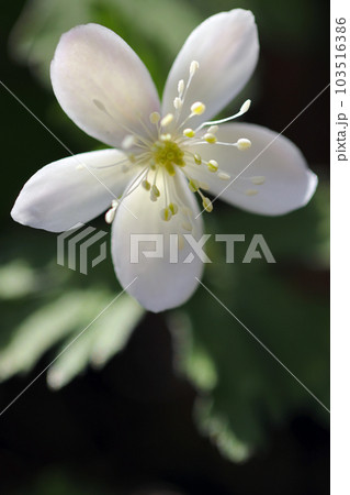 山中でひっそりと咲く可憐な白いニリンソウの花（マクロレンズ使用・屋外自然光・接写写真） 103516386