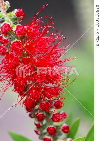 蕾が赤く色づいたブラシノキの花房。緑の背景でクローズアップ・マクロ撮影。 タイトル変更 蕾が赤く色づいたブラシノキの花房。緑の背景でクローズアップ・マクロ撮影。 タイトル変更 103516620