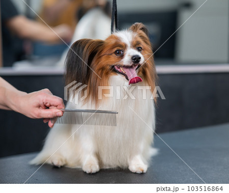 Caucasian woman combing a dog. Papillon Continental Spaniel with tongue hanging out at grooming.  103516864
