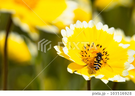 一生懸命、蜜を集めるミツバチ 一生懸命、蜜を集めるミツバチ 103516928