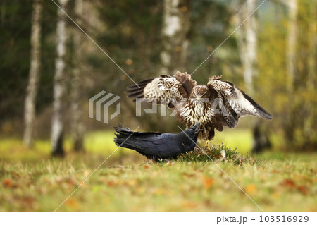 Common buzzard (Buteo buteo ) and common raven Corvus corax. Fight for prey on summer meadow 103516929