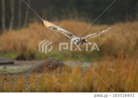 Big Eastern Siberian Eagle Owl, Bubo bubo sibiricus, flying through autumn landscape, Russia Big Eastern Siberian Eagle Owl, Bubo bubo sibiricus, flying through autumn landscape, Russia 103516931