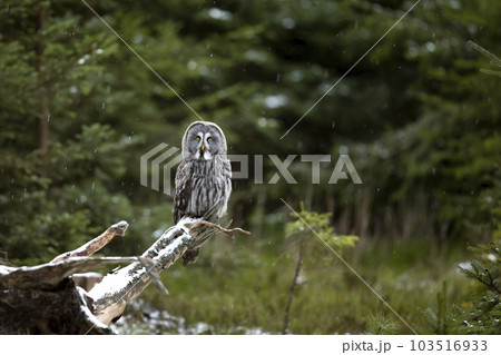 Owl in forest, Sweden. Great grey owl, Strix...の写真素材