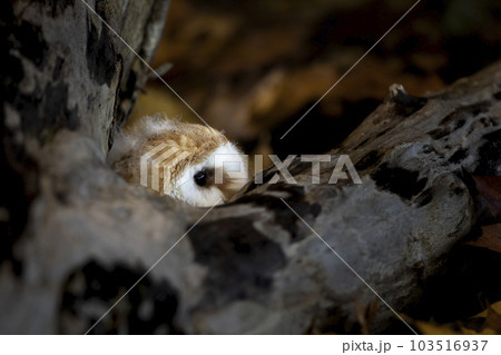 Very young owl in autumn. Barn owl, Tyto alba, nesting perched in colorful fallen maple and oak leaves. Beautiful owl in autumn naturenature Very young owl in autumn. Barn owl, Tyto alba, nesting perched in colorful fallen maple and oak leaves. Beautiful owl in autumn naturenature 103516937