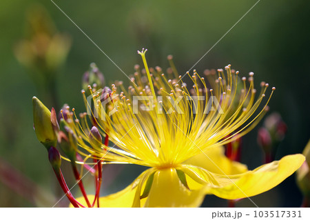 長いまつげのような雄しべが美しいビヨウヤナギの花たち(マクロレンズ使用・屋外自然光・接写写真) 長いまつげのような雄しべが美しいビヨウヤナギの花たち(マクロレンズ使用・屋外自然光・接写写真) 103517331