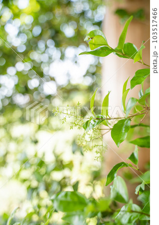 植物素材　新緑の葉っぱの壁紙 103517466