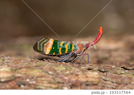 Green Fulgoris Planthopper Green Fulgoris Planthopper 103517564