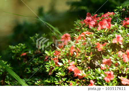 サツキの花の蜜を吸うモンキアゲハ 103517611