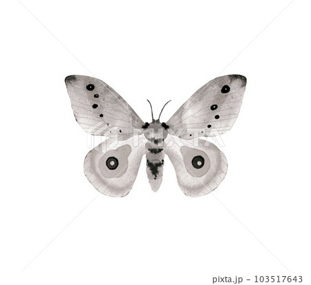 Butterfly insects, monochrome watercolor illustration. 103517643