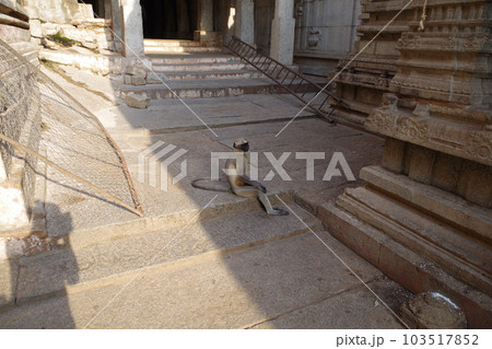 インド　世界遺産ハンピの建造物群　ヴィルパークシャ寺院のハヌマンラングール 103517852