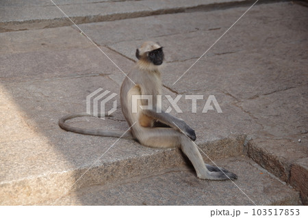 インド　世界遺産ハンピの建造物群　ヴィルパークシャ寺院のハヌマンラングール 103517853