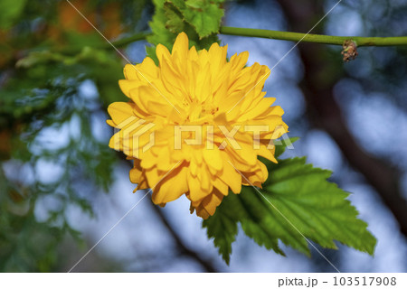 Japanese Kerria Pleniflora or Japanese rose - Kerria japonica 103517908