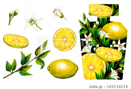 Watercolor floral perfume bottle with lemon tree branch, fruits and flowers. Hand-drawn illustration flowers aroma spray isolated on white background for greeting cards, wedding invitation and Watercolor floral perfume bottle with lemon tree branch, fruits and flowers. Hand-drawn illustration flowers aroma spray isolated on white background for greeting cards, wedding invitation and 103518219