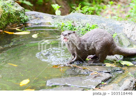 水場で遊ぶコツメカワウソ 水場で遊ぶコツメカワウソ 103518446