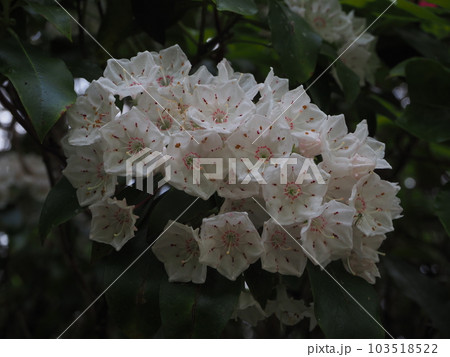 鮮やかな白色のカルミア 103518522