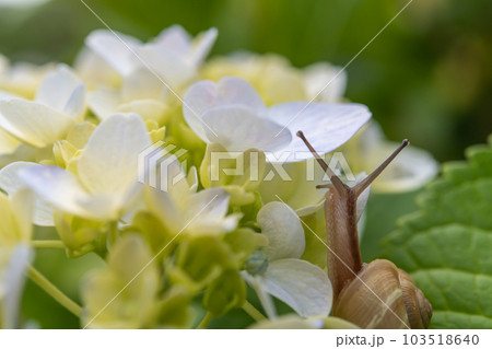 梅雨のイメージ　紫陽花とカタツムリ 103518640