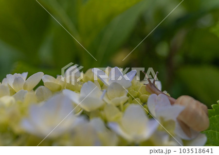 梅雨のイメージ 紫陽花とカタツムリ 梅雨のイメージ 紫陽花とカタツムリ 103518641