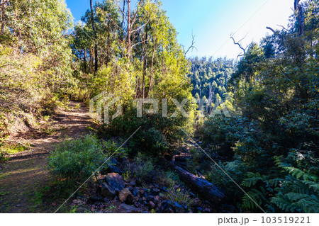 Mount Sugarloaf Ridge Track in Melbourne Australia Mount Sugarloaf Ridge Track in Melbourne Australia 103519221