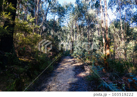 Mount Sugarloaf Ridge Track in Melbourne Australia Mount Sugarloaf Ridge Track in Melbourne Australia 103519222