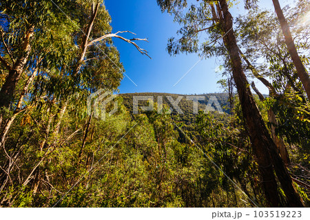 Mount Sugarloaf Ridge Track in Melbourne Australia Mount Sugarloaf Ridge Track in Melbourne Australia 103519223