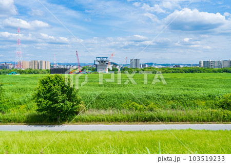 淀川　鵜殿のヨシ原で進む新名神高速道路工事 103519233