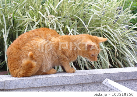 台湾の観光地にいるかわいい猫の画像 103519256