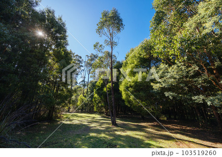 Mount Sugarloaf Ridge Track in Melbourne Australia Mount Sugarloaf Ridge Track in Melbourne Australia 103519260