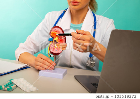 Doctor showing pen on plastic model human kidney closeup Doctor showing pen on plastic model human kidney closeup 103519272