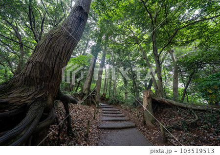 高尾山の風景 103519513