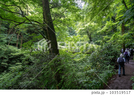 高尾山の風景 103519517