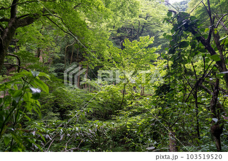 高尾山の風景 103519520