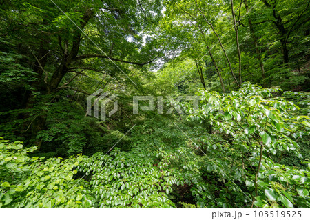高尾山の風景 103519525