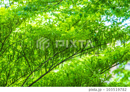 日本の横浜都市景観 不思議な光景。新緑が眩しい“初夏”の林では大きな変化が…=6月1日、横浜市内 日本の横浜都市景観 不思議な光景。新緑が眩しい“初夏”の林では大きな変化が…=6月1日、横浜市内 103519782