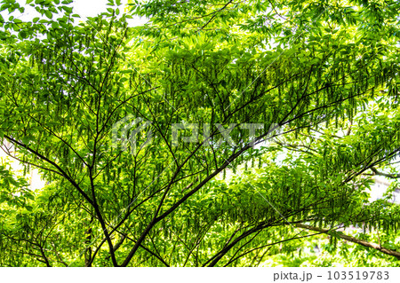 日本の横浜都市景観 不思議な光景。新緑が眩しい“初夏”の林では大きな変化が…＝6月1日、横浜市内 103519783
