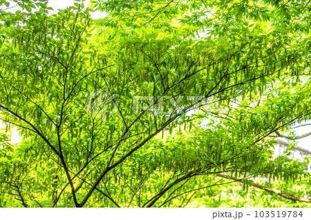 日本の横浜都市景観 不思議な光景。新緑が眩しい“初夏”の林では大きな変化が…=6月1日、横浜市内 日本の横浜都市景観 不思議な光景。新緑が眩しい“初夏”の林では大きな変化が…=6月1日、横浜市内 103519784