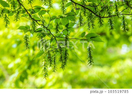 日本の横浜都市景観 不思議な光景。新緑が眩しい“初夏”の林では大きな変化が…=6月1日、横浜市内 日本の横浜都市景観 不思議な光景。新緑が眩しい“初夏”の林では大きな変化が…=6月1日、横浜市内 103519785