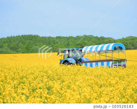 北海道の絶景 安平町の美しい 菜の花畑とトラクター遊覧車 北海道の絶景 安平町の美しい 菜の花畑とトラクター遊覧車 103520183