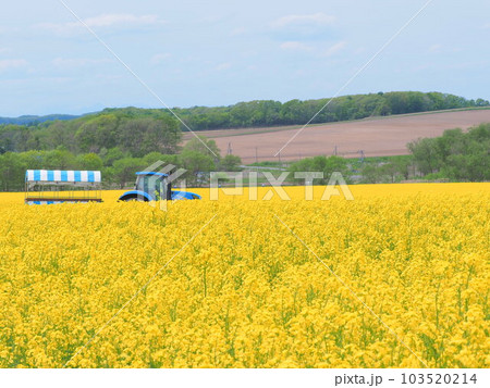 北海道の絶景 安平町の美しい 菜の花畑とトラクター遊覧車 北海道の絶景 安平町の美しい 菜の花畑とトラクター遊覧車 103520214