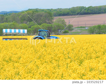 北海道の絶景 安平町の美しい 菜の花畑とトラクター遊覧車 103520217