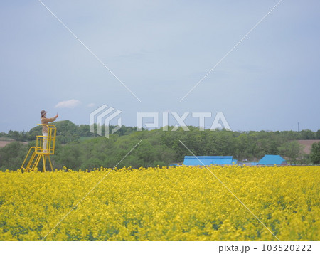 北海道の絶景 安平町の美しい 菜の花畑とトラクター遊覧車 103520222