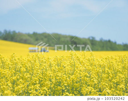 北海道の絶景 安平町の美しい 菜の花畑とトラクター遊覧車 103520242