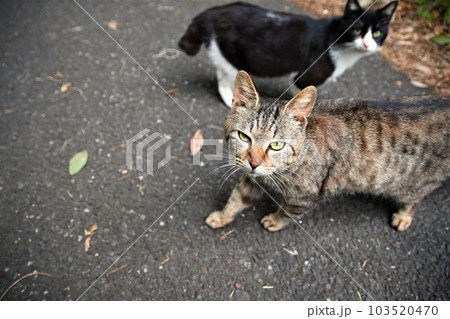 興味津々なキジトラ猫 興味津々なキジトラ猫 103520470