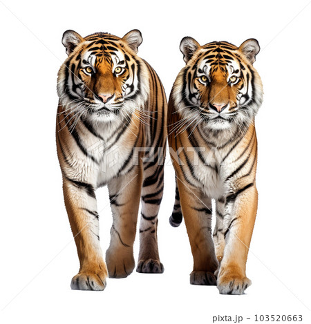 tiger isolated on background with Generative AI 103520663