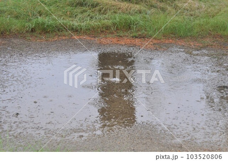 水たまりに降り水紋を作る雨 水たまりに降り水紋を作る雨 103520806