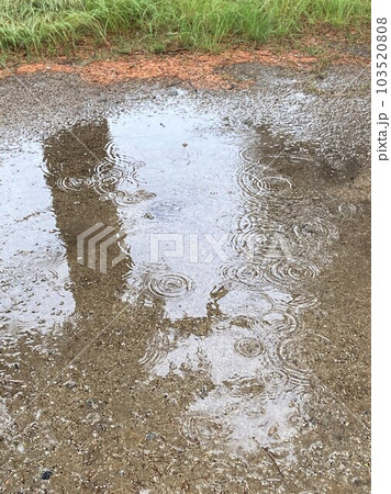 水たまりに降り水紋を作る雨 水たまりに降り水紋を作る雨 103520808