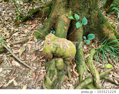 Tree roots look like big worms. In the Kew Mae Pan Nature Trail Tree roots look like big worms. In the Kew Mae Pan Nature Trail 103521229