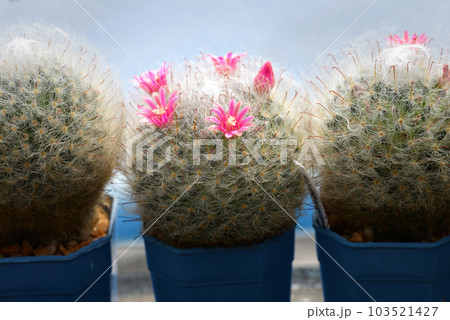 Cactus with flowers called 'Mammillaria Bocasana' Cactus with flowers called 'Mammillaria Bocasana' 103521427