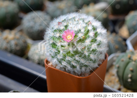 Cactus with flowers called 'Mammillaria Bocasana cv multilanata' 103521428