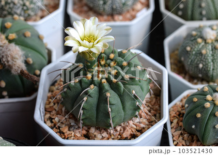 Cactus with flowers called 'Gymnocalycium vatteri' Cactus with flowers called 'Gymnocalycium vatteri' 103521430