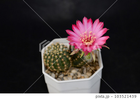Cactus with flowers called 'Robivia cactus' Cactus with flowers called 'Robivia cactus' 103521439